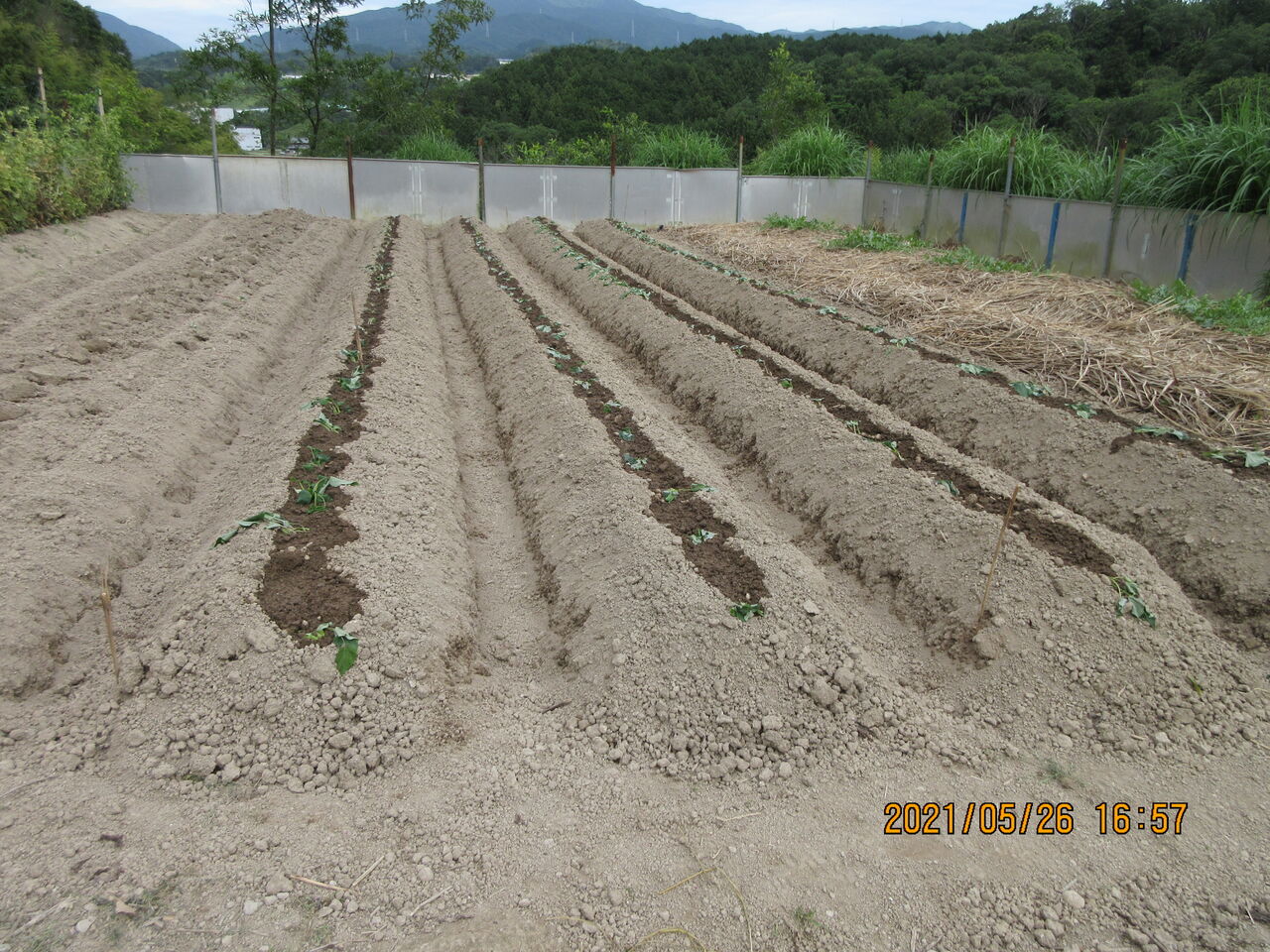 サツマイモの植付とトウモロコシの花が咲いた 嶽山便り