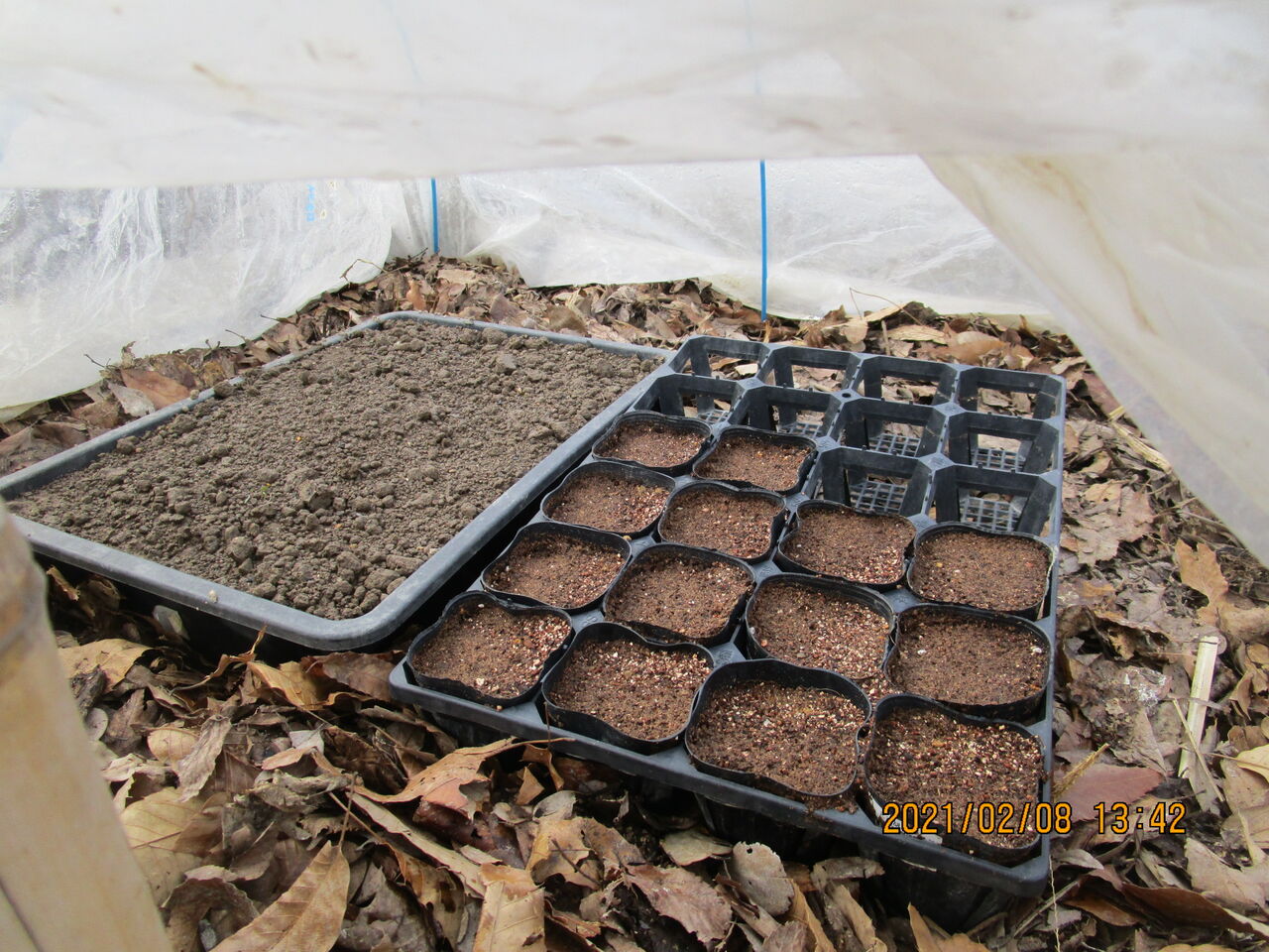 ミニトマトの種まきとサツマイモの伏せこみ 嶽山便り