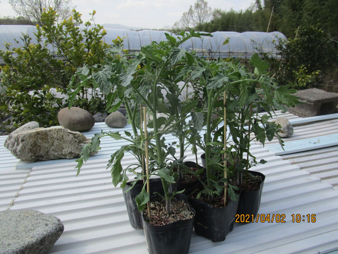 ミニトマトの定植と里芋の植付 嶽山便り