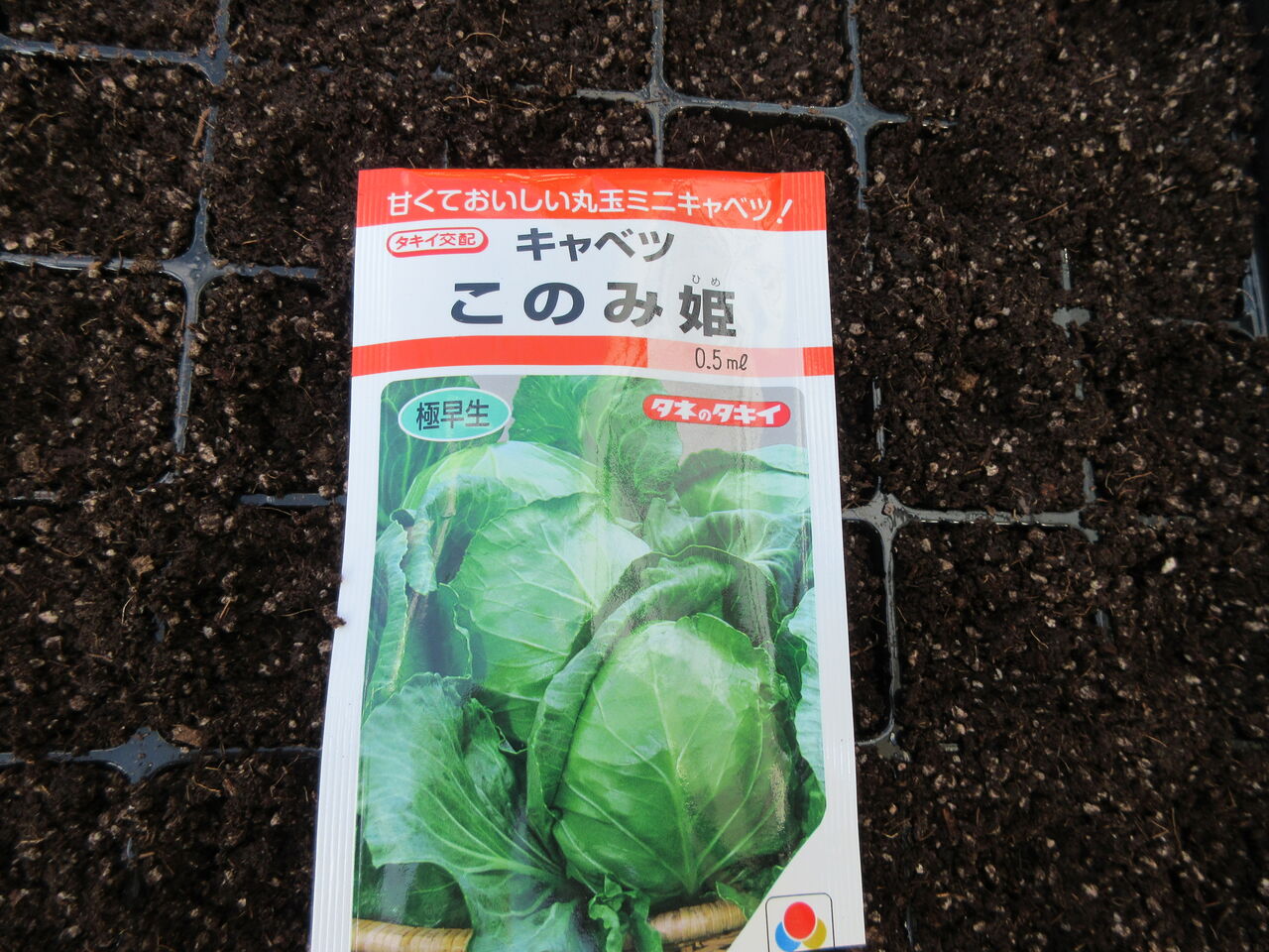 キャベツのたねまき 嶽山便り