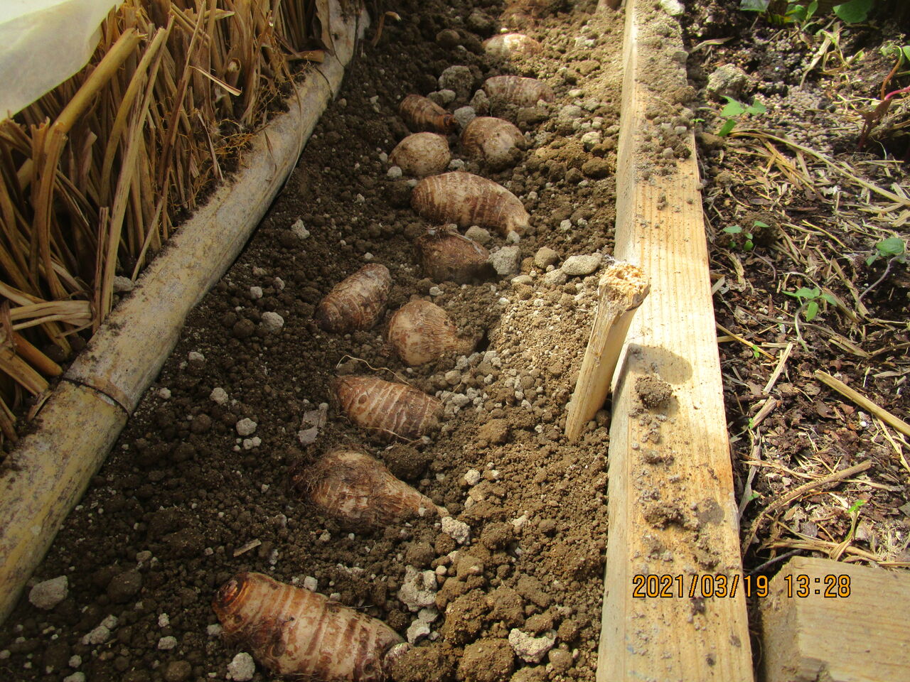 里芋の芽出しと西瓜の植え付け準備 嶽山便り
