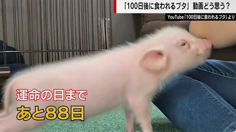 100日後に食われる豚丸焼き (5)