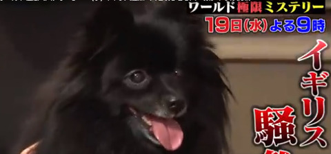 人を眠らせる犬はやらせ (5)