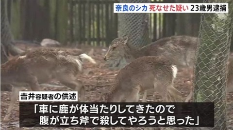 奈良のシカ死なせた (3)