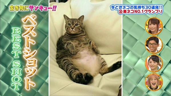 美ネコno 1グランプリ しょこたんの飼い猫マミタス最下位ｗｗｗ トコトン掘り下げ隊 生き物にサンキュー画像 独女ちゃんねる