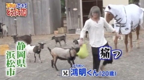 志村どうぶつ園白井家 (1)