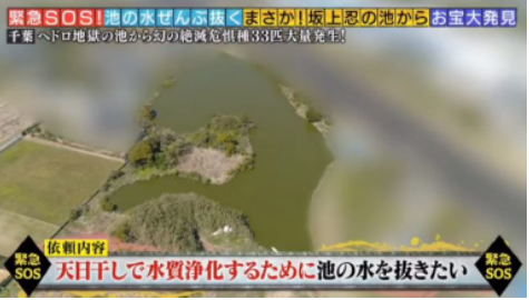 バイキング打ち切り理由 (1)