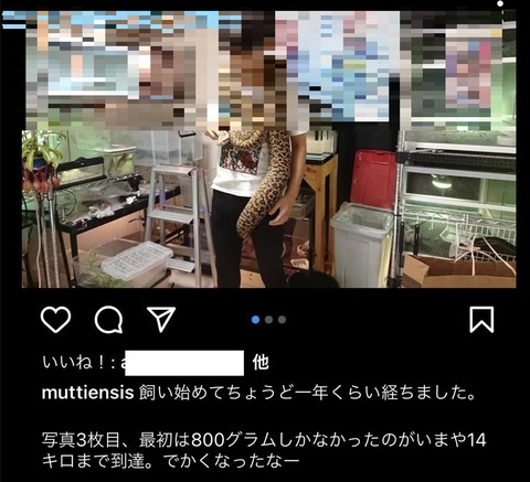 ニシキヘビ 飼い主 特定