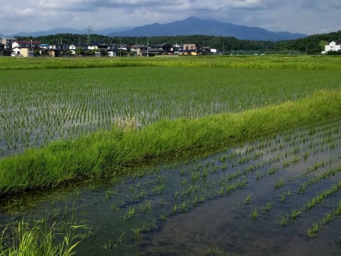 田んぼの持ち主カエルの声うるさい (2)