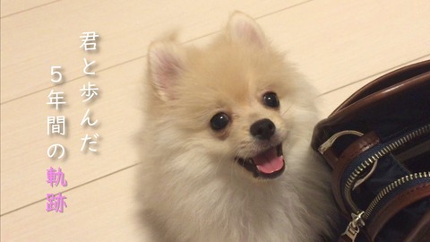 ポメラニアンのポメくん 5ch炎上 (2)