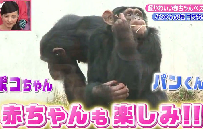 パンくん現在 死んだ理由 やパン君のいる動物園が事故の原因を告白か 画像 独女ちゃんねる