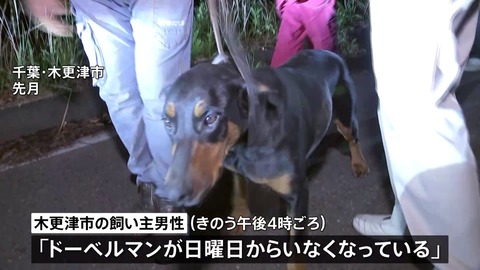 木更津市ドーベルマン 飼い主 (3)