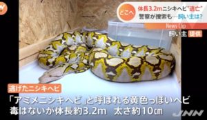 ニシキヘビ 飼い主 特定 (3)