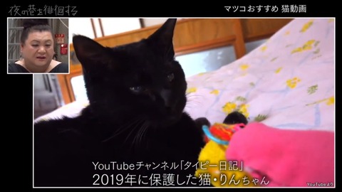 タイピー日記 (2)