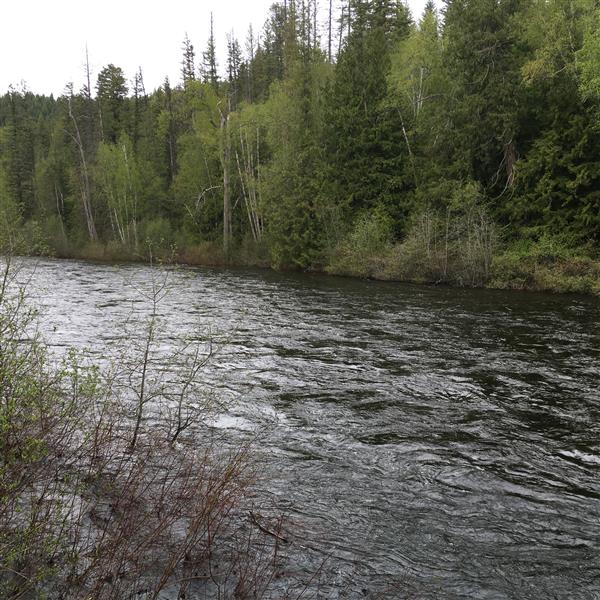 カナダの山奥で犬と田舎暮らし