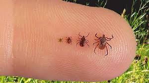 Ticks