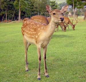 【動画】アメリカの鹿さん、顔面が凍ってしまうｗｗｗ