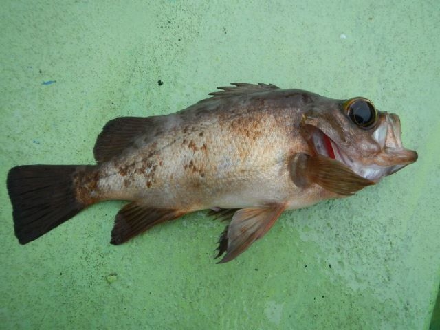 初イワシメバル 船釣り日記 初イワシメバル 船釣り日記