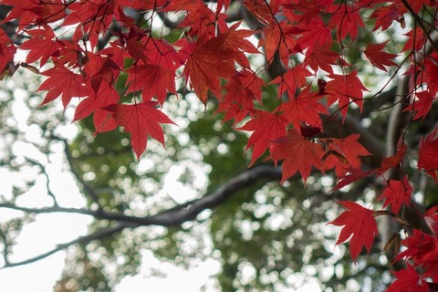 紅葉