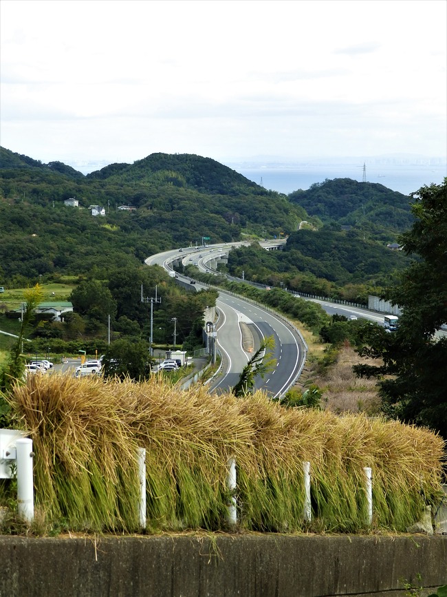 PA060142 (2)