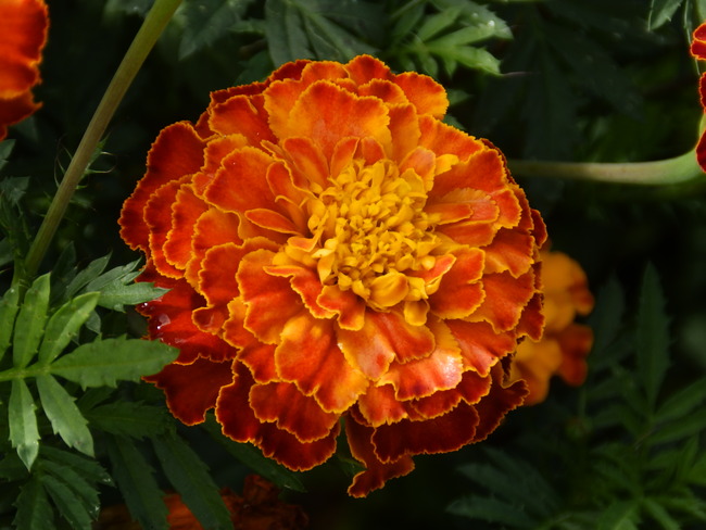 PA060160