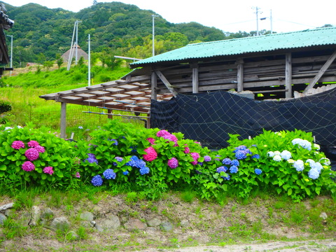 P6182239