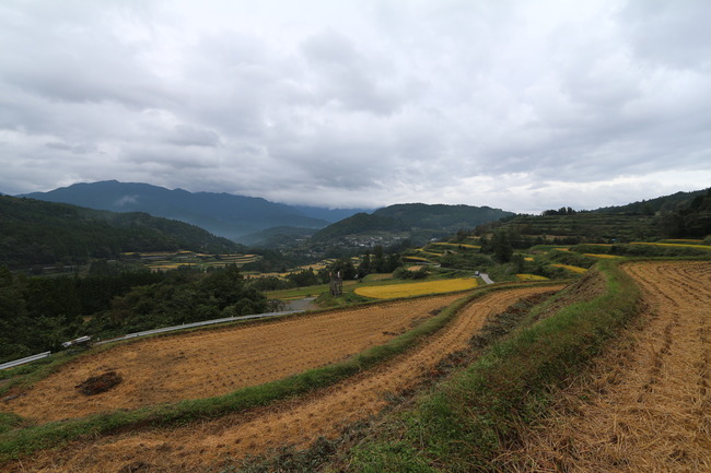 IMG_5003 (1)