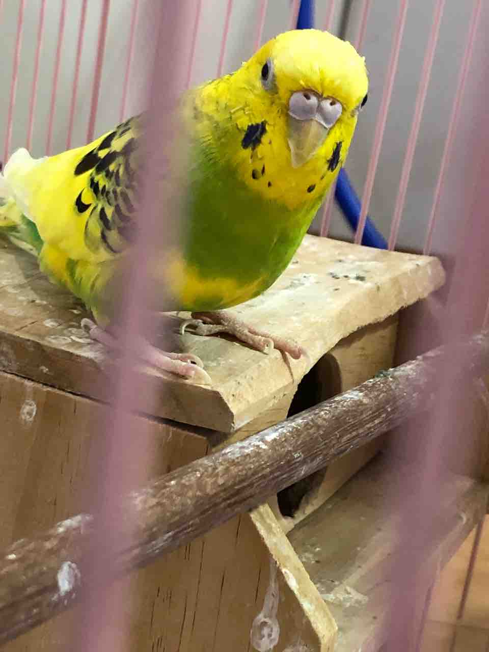 ご協力ください 保護セキセイインコ 預かってます まめおやぢ な毎日