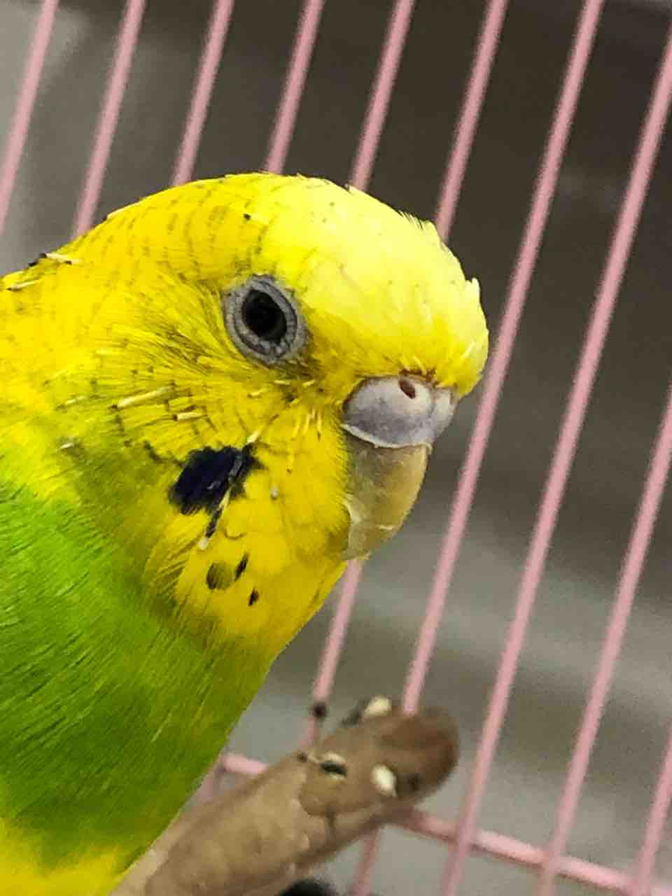 インコが我が家にやって来た インコを2泊3日でお預かりした夏から もうすぐ1ヶ月 インコがこんなにも可愛くて 癒しになるなんて思ってもいなかった件 在宅が好きすぎてプロ在宅を目指してる 40代主婦の生活 インコが我が家にやって来た インコを2泊3日でお預かりした夏から もうすぐ1ヶ月 インコがこんなにも可愛くて 癒しになるなんて思ってもいなかった件 在宅が好きすぎてプロ在宅を目指してる 40代主婦の生活