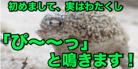 カエル