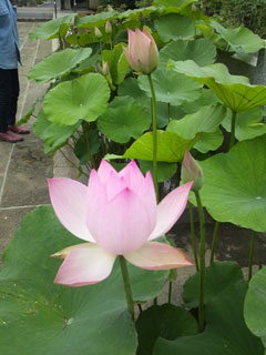 201306