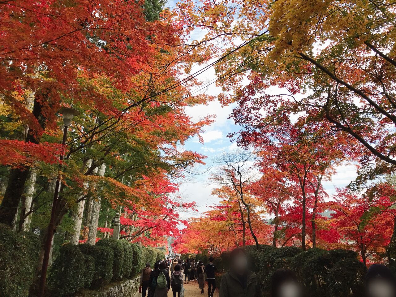 錦秋の高野山に イェジンさんち 예진의 엄마 손 錦秋の高野山に イェジンさんち 예진의 엄마 손