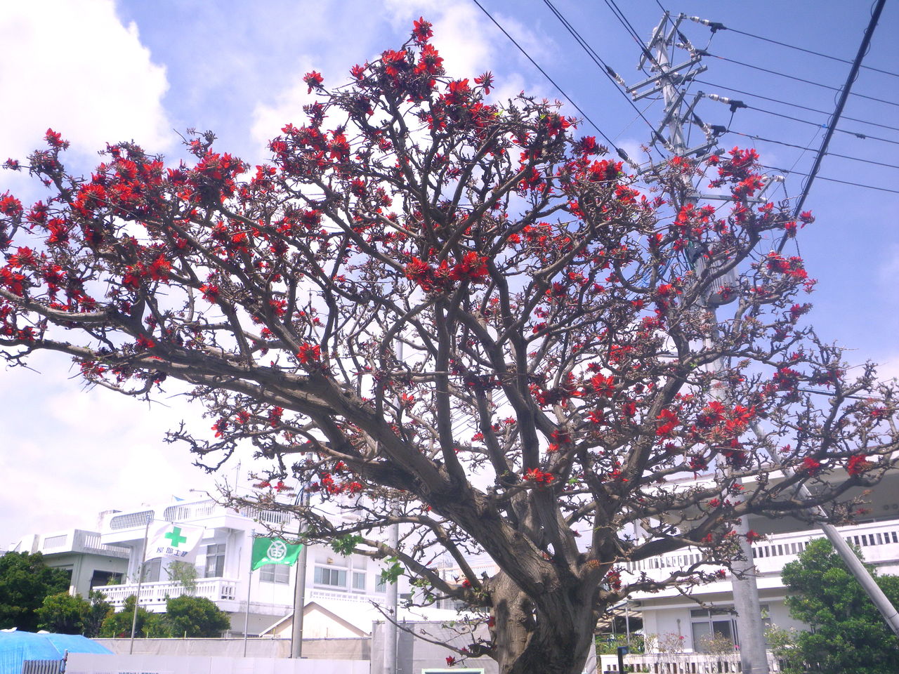 沖縄レポート 96 デイゴの花写真 瑞 風のセーリング日記