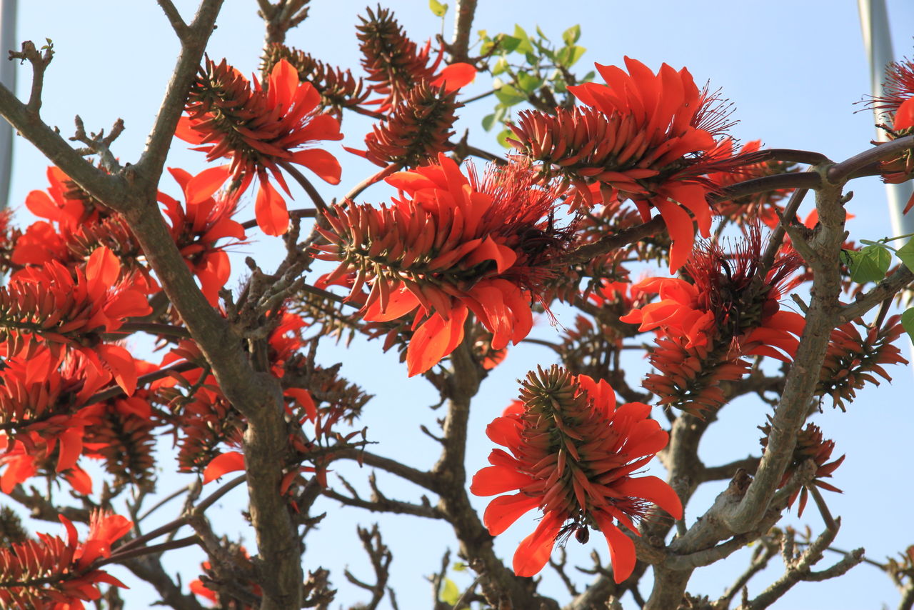 沖縄レポート 60 デイゴの花 のことなど 2 瑞 風のセーリング日記