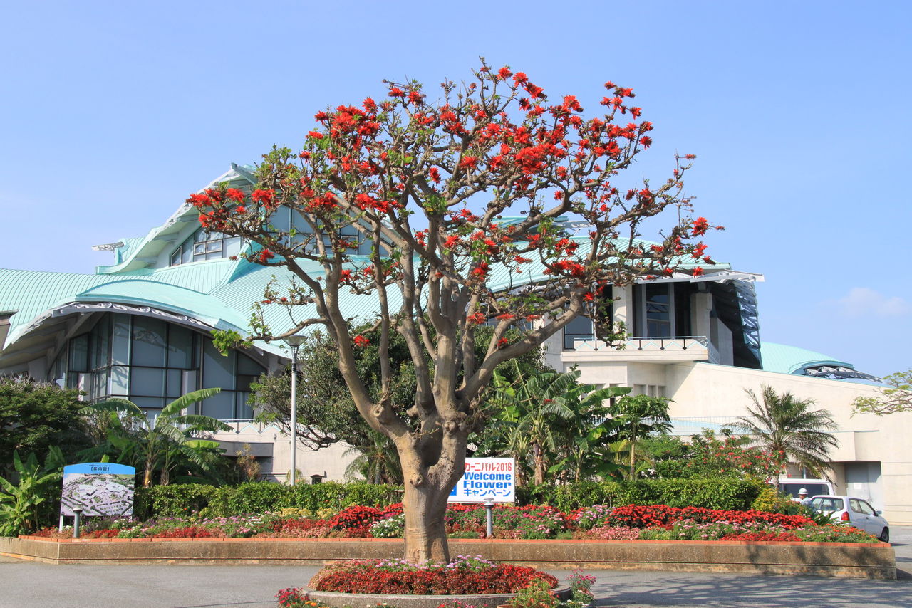 沖縄レポート 60 デイゴの花 のことなど 2 瑞 風のセーリング日記