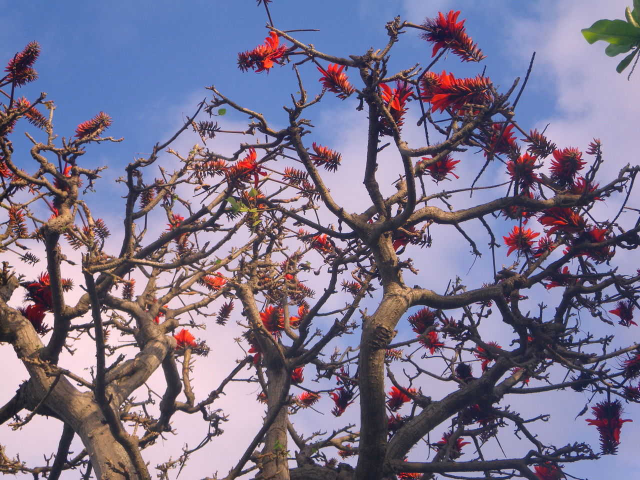 沖縄レポート 58 デイゴの花 のことなど 瑞 風のセーリング日記 沖縄レポート 58 デイゴの花 のことなど 瑞 風のセーリング日記