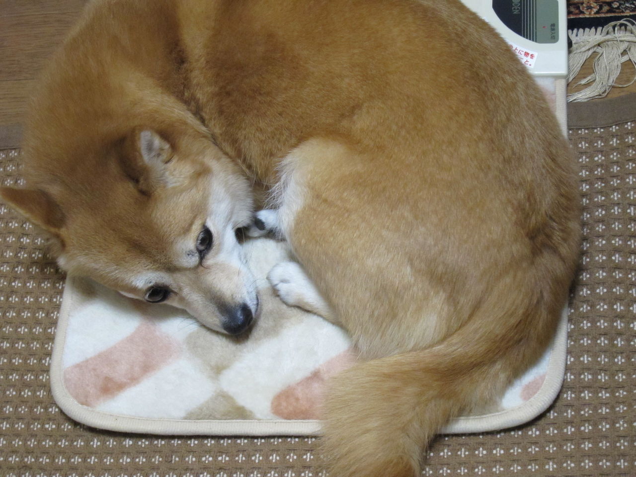 寒 い日の犬 Zujaのblogごっこ