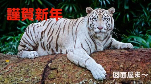 white-tiger