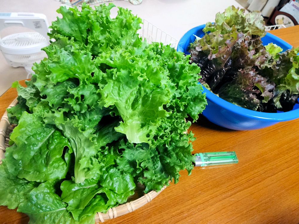 プランター野菜go Go 無職のおっさん渡世日記