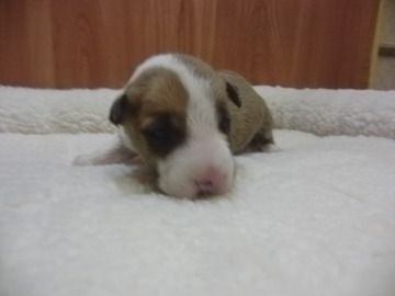 期間限定開催 Pedi バイオリンケース ブルー 送料無料 Smtb Ms Rcp Zn 即日発送