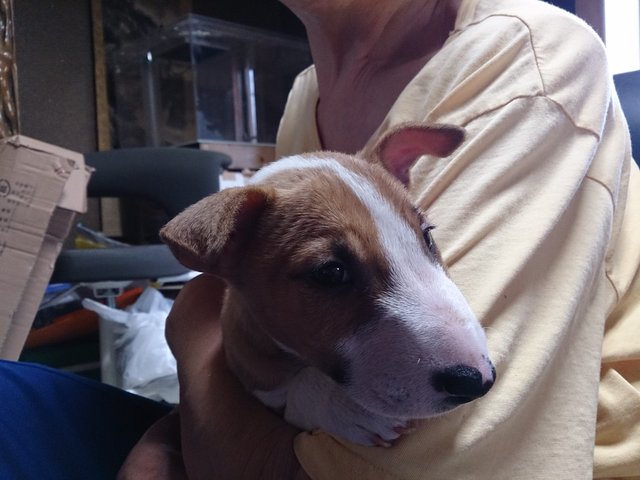 抱っこ大好きバロン ブルテリアの秘密基地