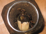 オス