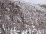 春の雪化粧