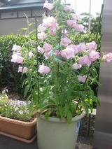 ����ѥ˥��