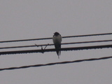����������ĥХ�