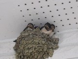 �ĥХᡡ����!���ޤ�4��
