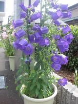 ����ѥ˥�顡��