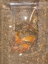 �����ֶ�