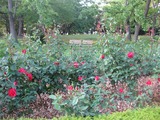 広野公園 薔薇