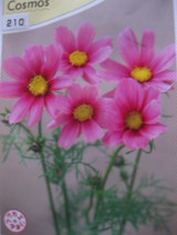 �����⥹����